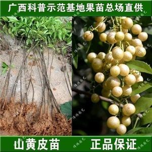 廣東黃皮樹苗批發(fā)全攻略 最新報(bào)價(jià)與選購(gòu)指南